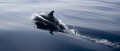   Lone Spinner Dolphin ahead pod  